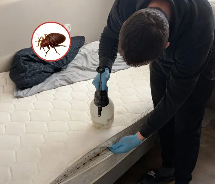 Technicien traitant un matelas contre les punaises de lit à Provins